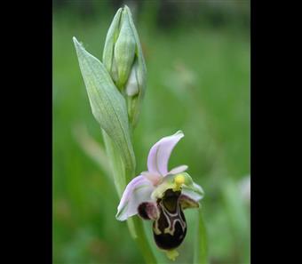 Orchidée Ophrys abeille réserve de la baie de st brieuc